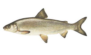 Lake-Whitefish
