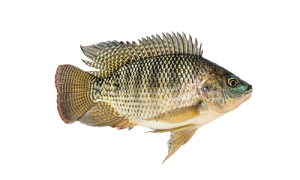 Tilapia