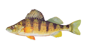 Yellow Perch