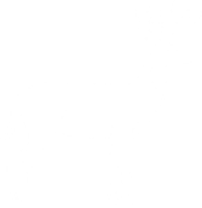 Waawaashkeshi - Deer